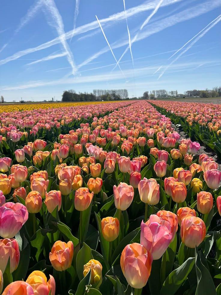 Celestial Blooms Starlight Lily Medley
